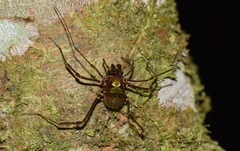 Cranainae
