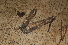 Enhydris enhydris