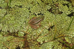 Hylarana erythraea