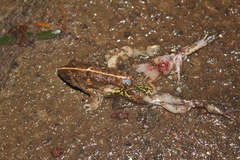 Fejervarya cancrivora