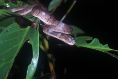 Pareas carinatus