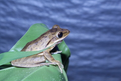 Polypedates leucomystax