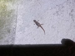 Hemidactylus frenatus