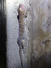 Gekko gecko