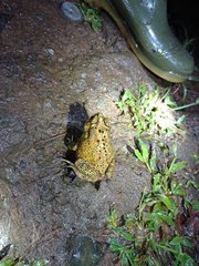 Duttaphrynus melanostictus
