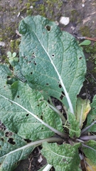 Mandragora autumnalis