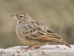 Mirafra assamica