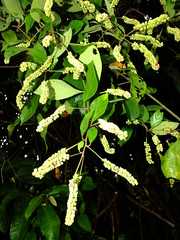 Varronia schomburgkii