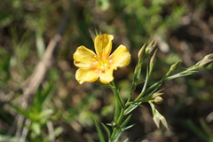 Linum rigidum