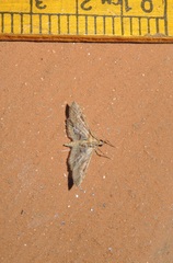 Sameodes