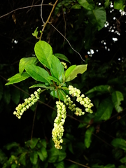 Varronia schomburgkii