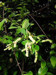 Varronia schomburgkii