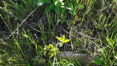 Hylotelephium maximum maximum