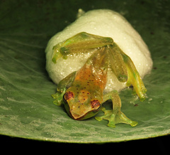 Zhangixalus dulitensis