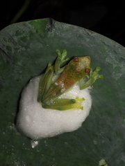 Zhangixalus dulitensis