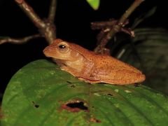 Leptomantis rufipes