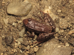 Limnonectes palavanensis