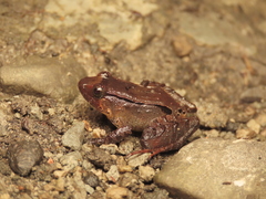 Limnonectes palavanensis