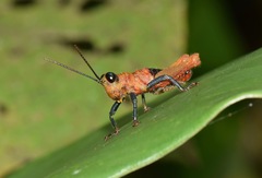 Kyphiacris