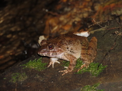 Limnonectes paramacrodon