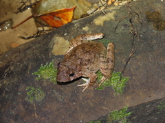 Limnonectes paramacrodon