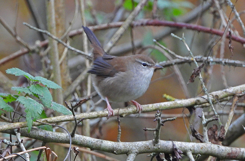 Cetia ruiseñor (Cettia cetti)