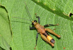 Kyphiacris