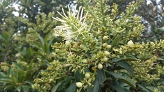 Gaiadendron punctatum