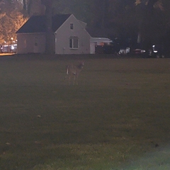 Odocoileus virginianus