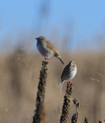 Passerculus sandwichensis savanna