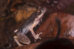 Leptobrachella gracilis