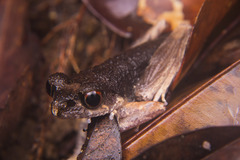 Leptobrachella gracilis