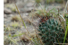 Coryphantha clavata stipitata