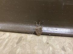 Halyomorpha halys