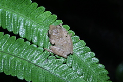 Philautus aurifasciatus