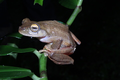 Rhacophorus margaritifer
