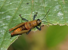 Kyphiacris