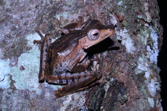Polypedates pseudotilophus