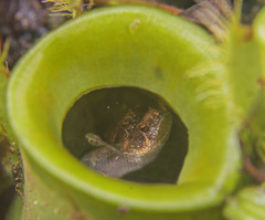 Microhyla nepenthicola