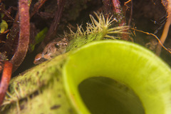 Microhyla nepenthicola