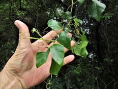 Rhoicissus rhomboidea