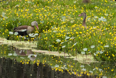 Dendrocygna autumnalis