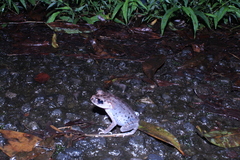 Leptobrachium hasseltii