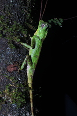 Gonocephalus kuhlii