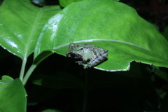 Philautus aurifasciatus