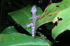 Cyrtodactylus marmoratus