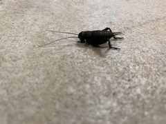 Grylloidea