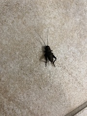 Grylloidea