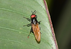 Cyphomyia flavipennis
