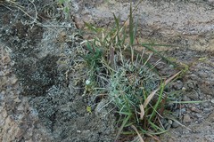 Coryphantha clavata stipitata